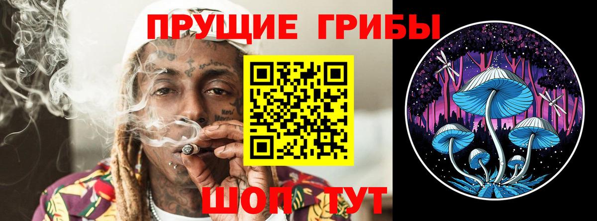 Псилоцибиновые грибы Psilocybe Елец